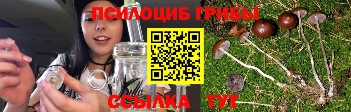 Псилоцибиновые грибы Psilocybe  Вход с VPN  Белореченск  Псилоцибиновые грибы GOLDEN TEACHER 